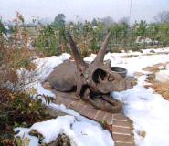Triceratops